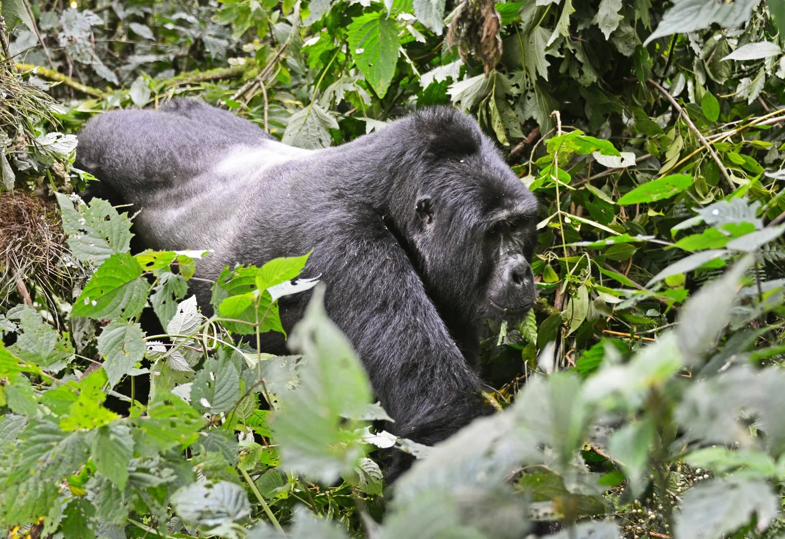 Is Gorilla Trekking Really Difficult? The Honest Truth & What to Expect