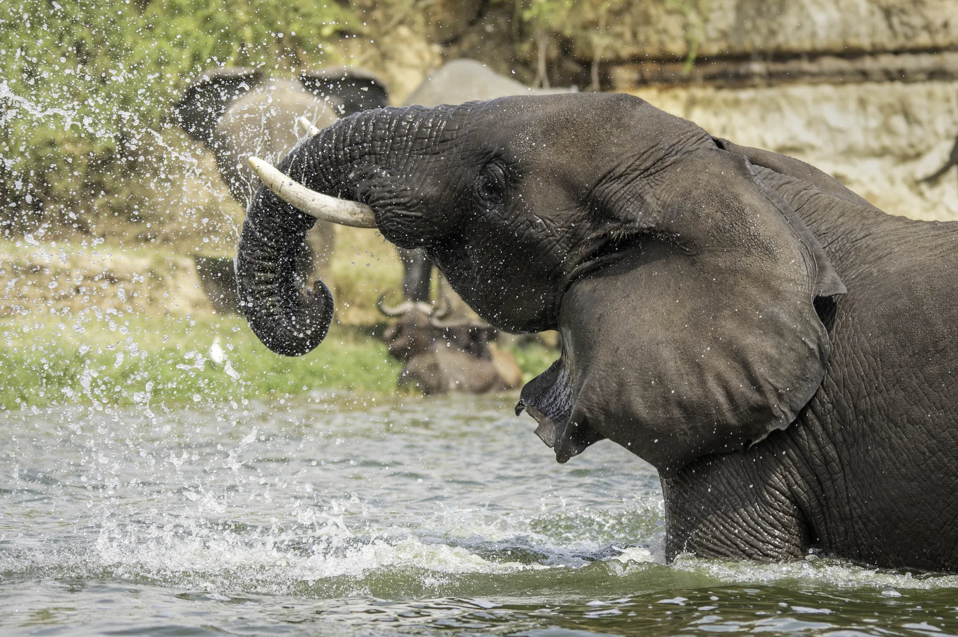 Beyond the Dust: A Quiet Moment on the Riverbank Changes How You See the African Savannah
