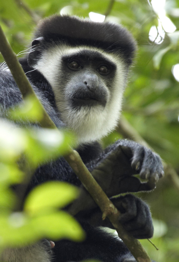 Bwindi Gollira twerrking