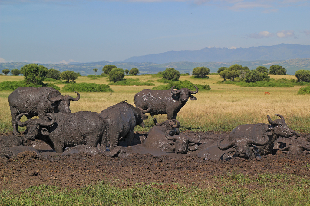 African Buffalo – Queen Elizabeth National Park