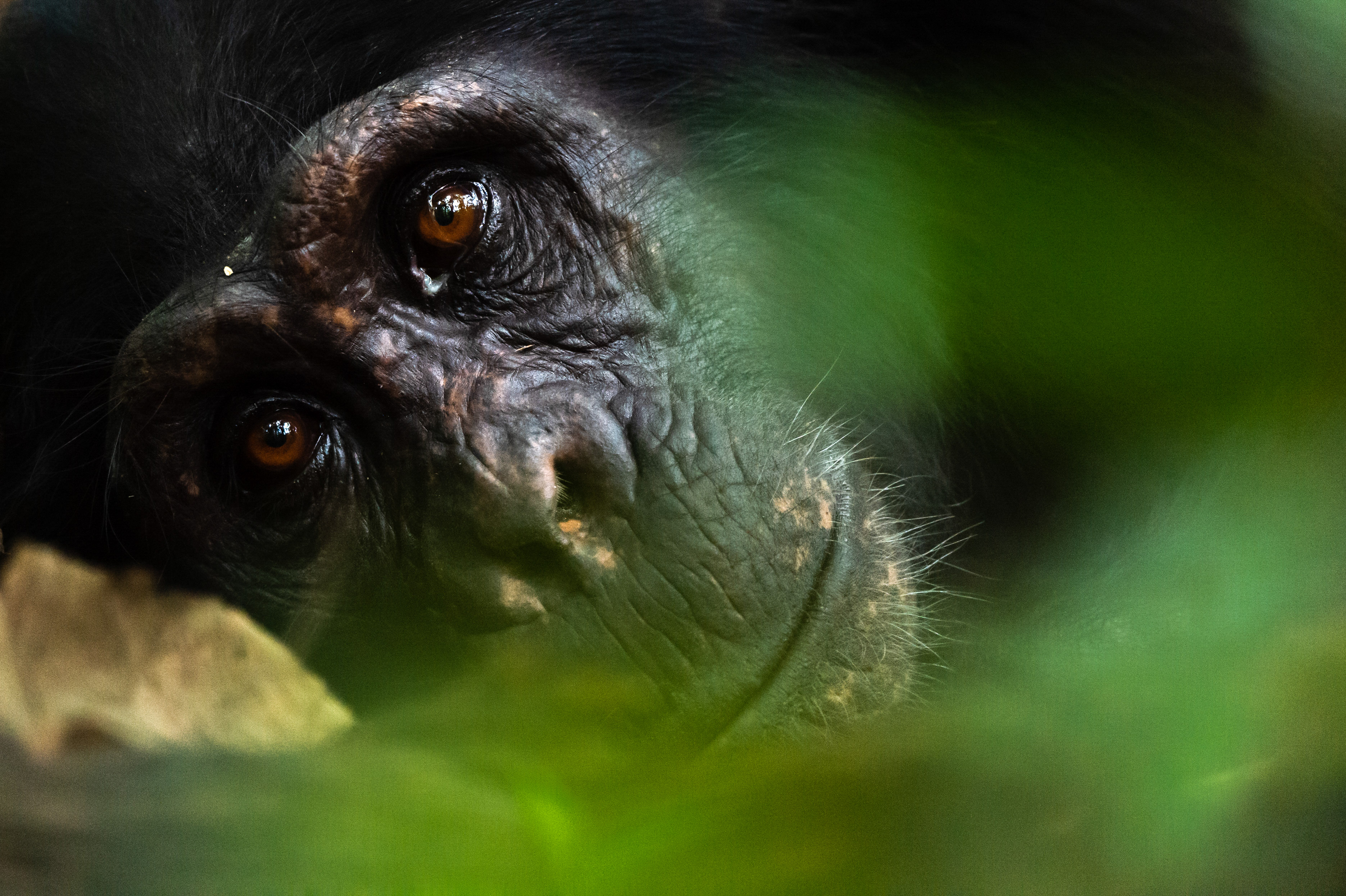 Ultimate 7-Day Uganda Gorilla & Wildlife Safari