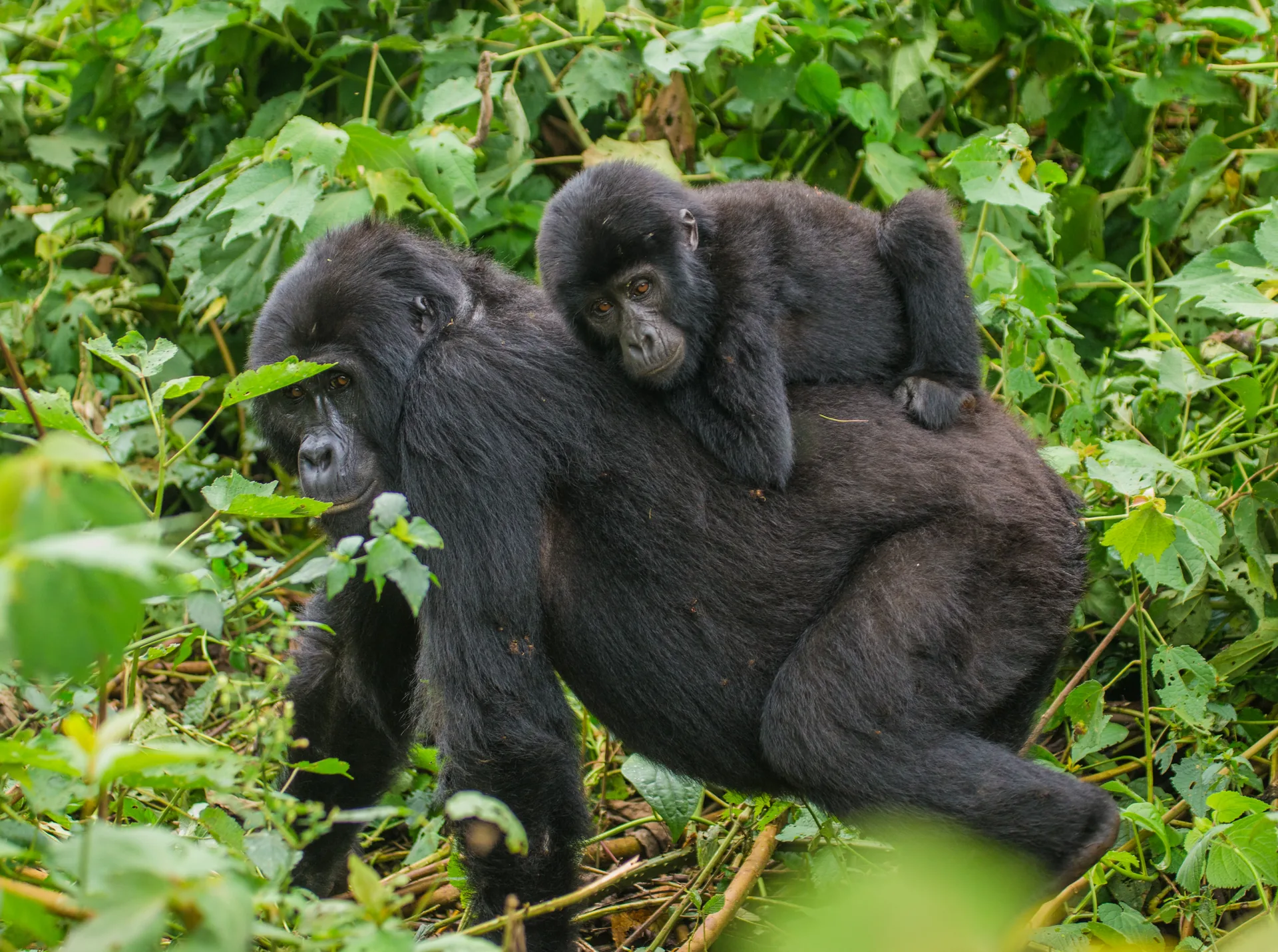 The 10-Day Wings & Wilderness Air-Safari: Bwindi & The Serengeti Unplugged - Photo 6