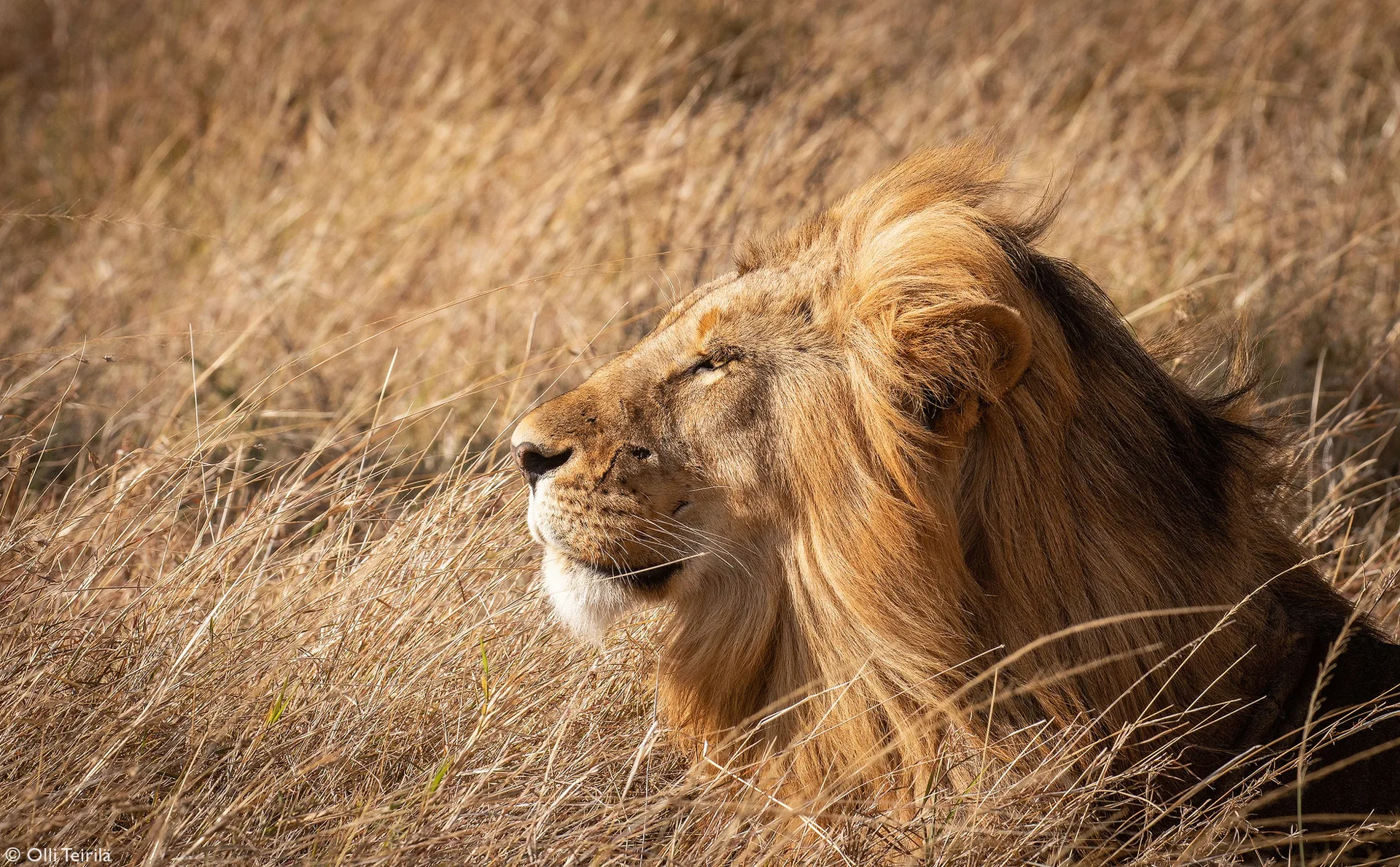 Bush & Blue: The Ultimate 10-Day Kenya Wilderness and White Sands Escape