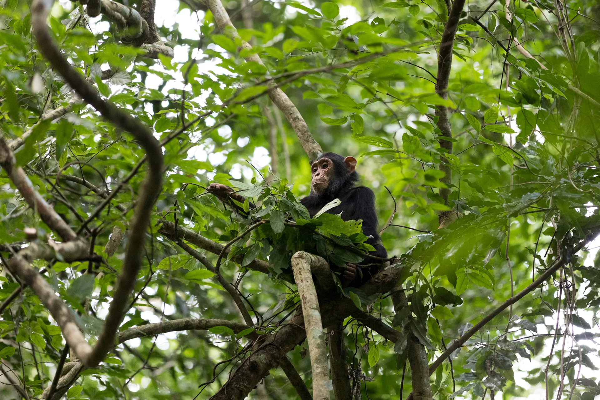 5-Day Ultimate Uganda Gorilla Trekking & Wildlife Safari | Haven Africa Journeys