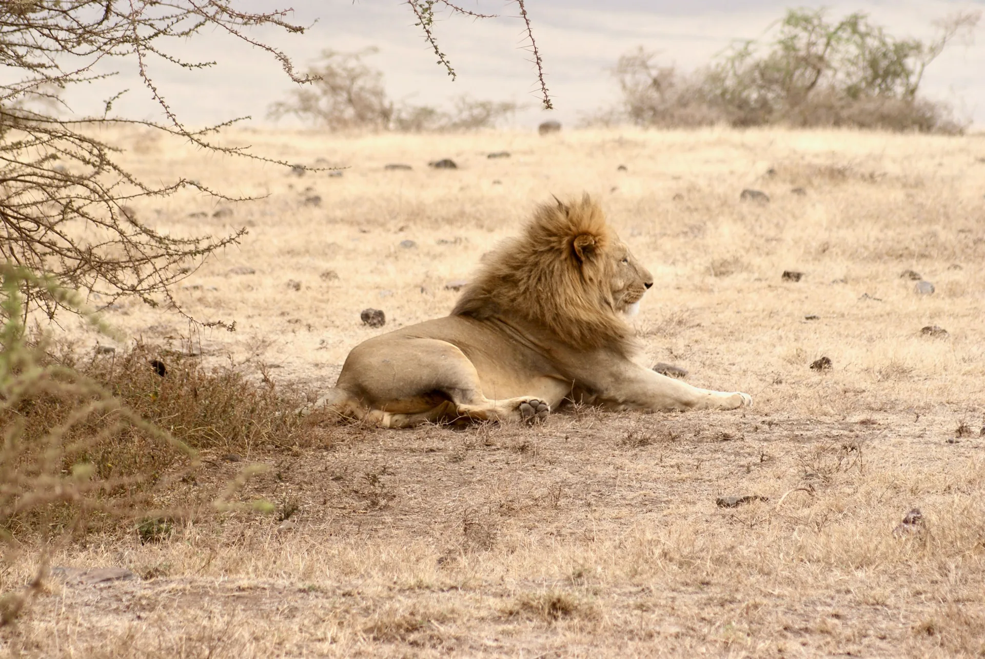 An Exclusive 11-Day Northern Circuit: From the Ngorongoro to Big Cat Territory & Northern Migration