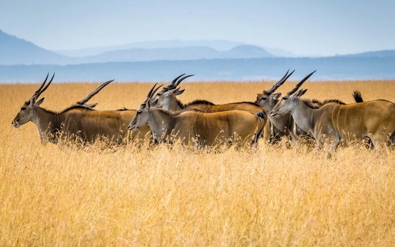 2 Day Murchison Falls Safari